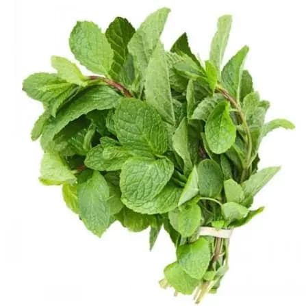 Fresh Mint Leaves/ Pudina Pata 100gm ミントの葉