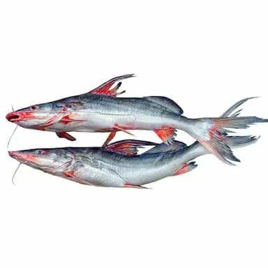 Fresh Ayre fish whole cut (River) 4.6kg -4.8kg エアー・フィッシュ