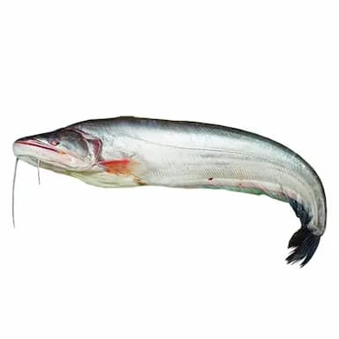 Fresh Boal Fish Big Size Cut 10.5kg (±150g) ボアル・フィッシュ