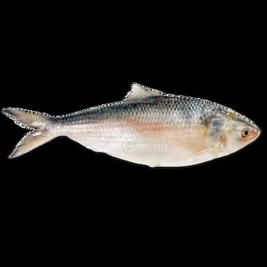 Hilsha Fish / Ilish Fish (800g - 1kg ) ヒルサ魚