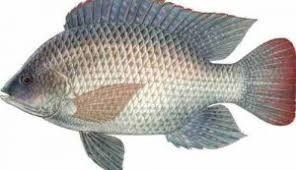 TILAPIA FISH 296x170 1