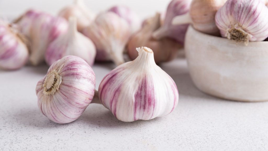 how to grow garlic 1659321816